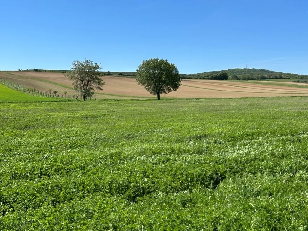 Landwirtschaftliche Grundstücke (Ackerbau) in Poysbrunn - Ansicht 2