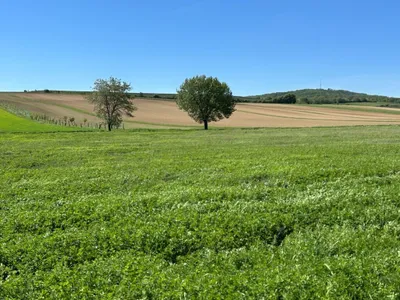 Grundstück kaufen in Mistelbach – 15 759 m², € 63.000 – Bild 2 von 3