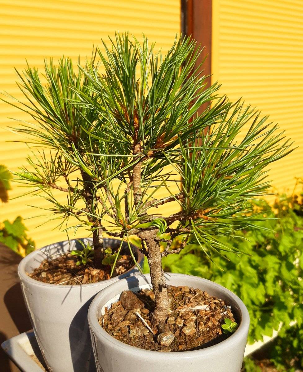 hl. bambus Heiliger Bambus Sunset Boulevard® - Nandina domestica sunset boulevard ®