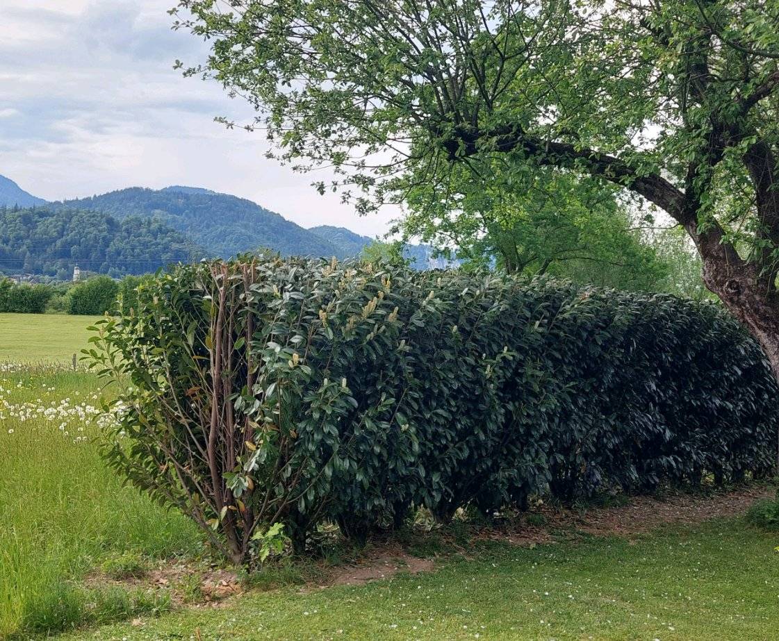 Kirschlorbeer Hecke,  10,- (6341 Ebbs) - willhaben