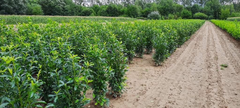 Immergrne Heckenpflanzen aus heimischer Baumschule: Kirschlorbeer (Prunus  laur.) Genolia/ Genolier, Novita, Herbergii, Rotundifolia, Diana, Etna,  Reynvaanii, Mari, Eiben (Taxus) baccata, Hillii, Hicksii, Fastigiata,  Portugiesischer Lorbeer, Zypressen ...
