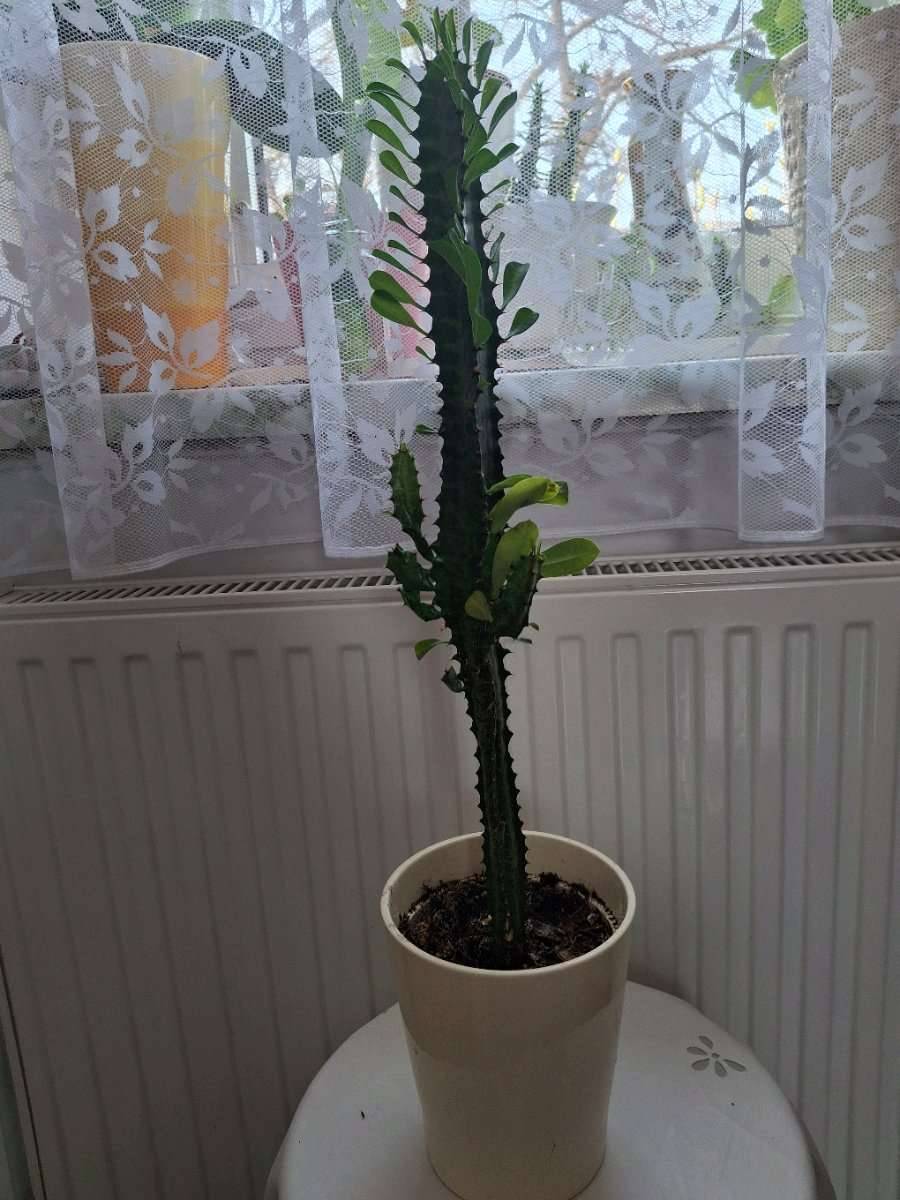 Kaktus, Wolfsmilchkaktus, 3- eckiges Kaktus,  10,- (3812 Ellends) -  willhaben