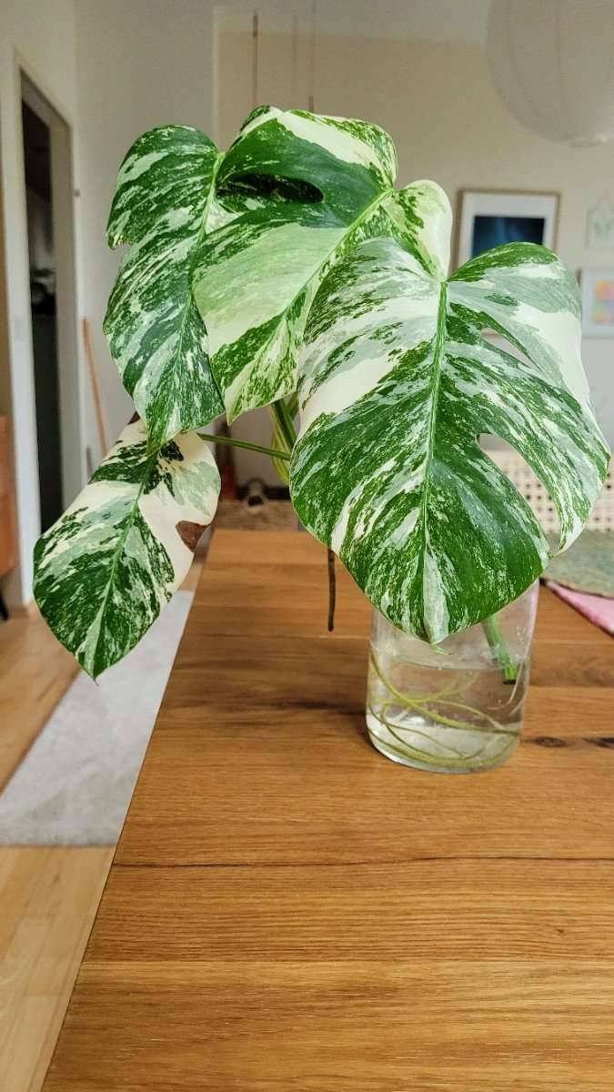Ableger Monstera Variegata,  20,- (1070 Wien) - willhaben