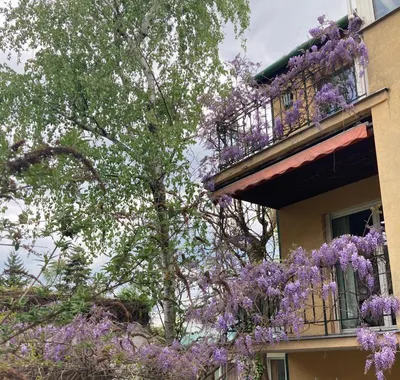 Möblierte Dachgeschosswohnung mit Garten, Klima und Heimkino