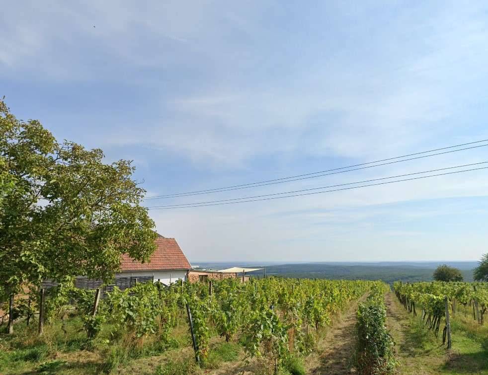 Ehemaliger Gastronomiebetrieb mit Möglichkeit zum Hauptwohnsitz in den Weinbergen! - Vista 2