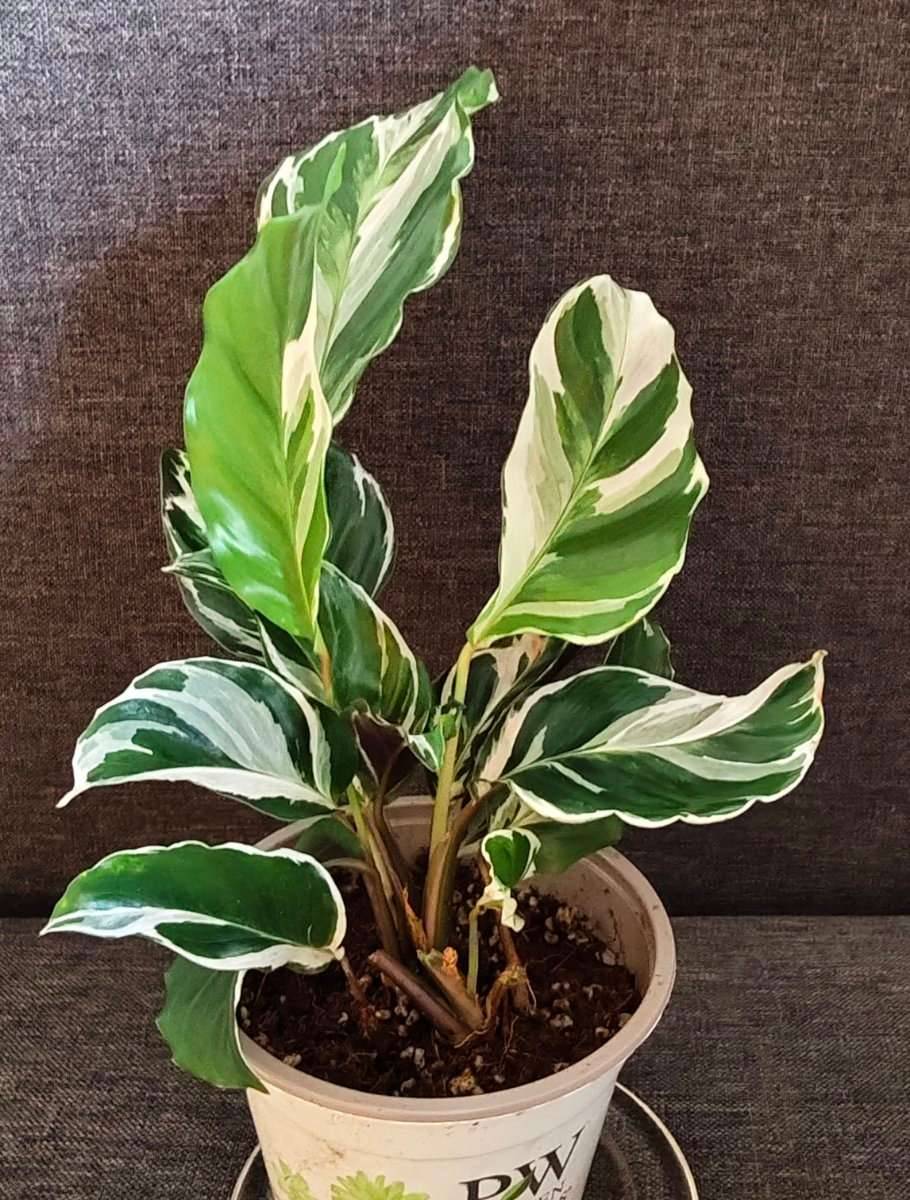 Calathea White Fusion Zimmerpflanze Raritt,  14,- (6363 Westendorf) -  willhaben