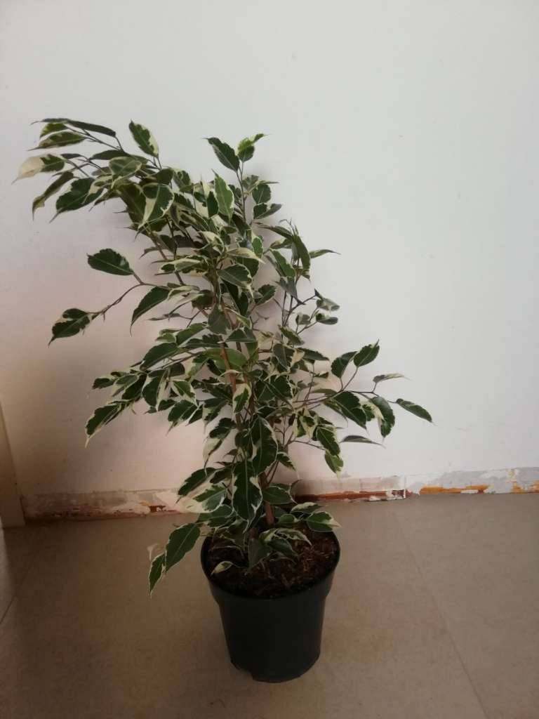 Schefflera, Strahlenaralie, Lackblatt (Schefflera arboricola), zweifrbig,  grn, wei, 50 cm,  15,- (1100 Wien) - willhaben
