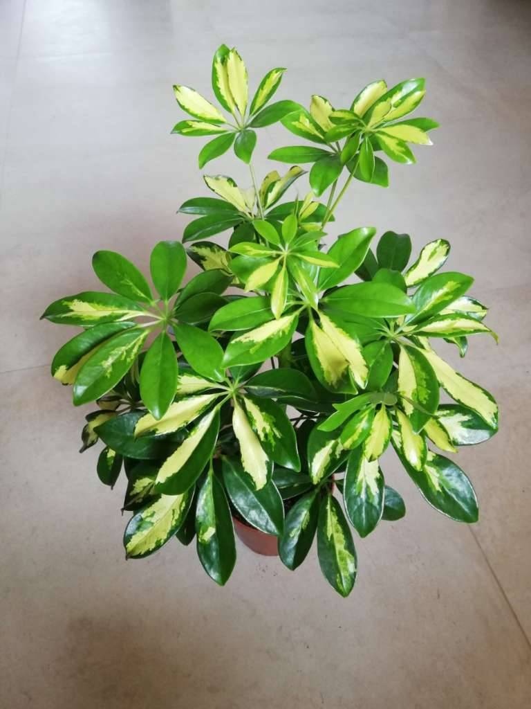 Schefflera, Strahlenaralie, Lackblatt (Schefflera arboricola), zweifrbig,  grn, wei, 50 cm,  15,- (1100 Wien) - willhaben