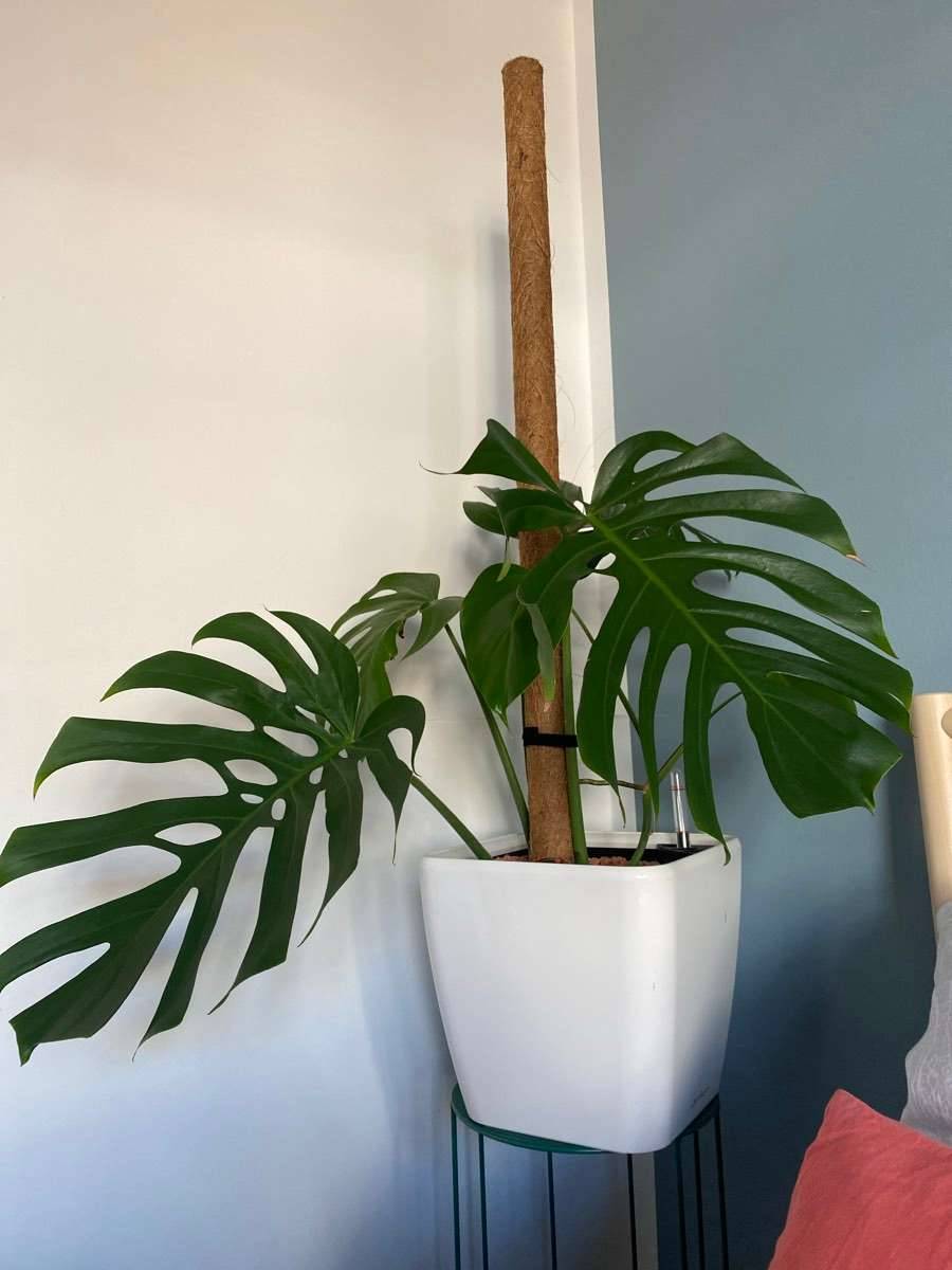 Monstera in Seramis und Original Lechuza Topf,  99,- (8010 Sankt Leonhard)  - willhaben