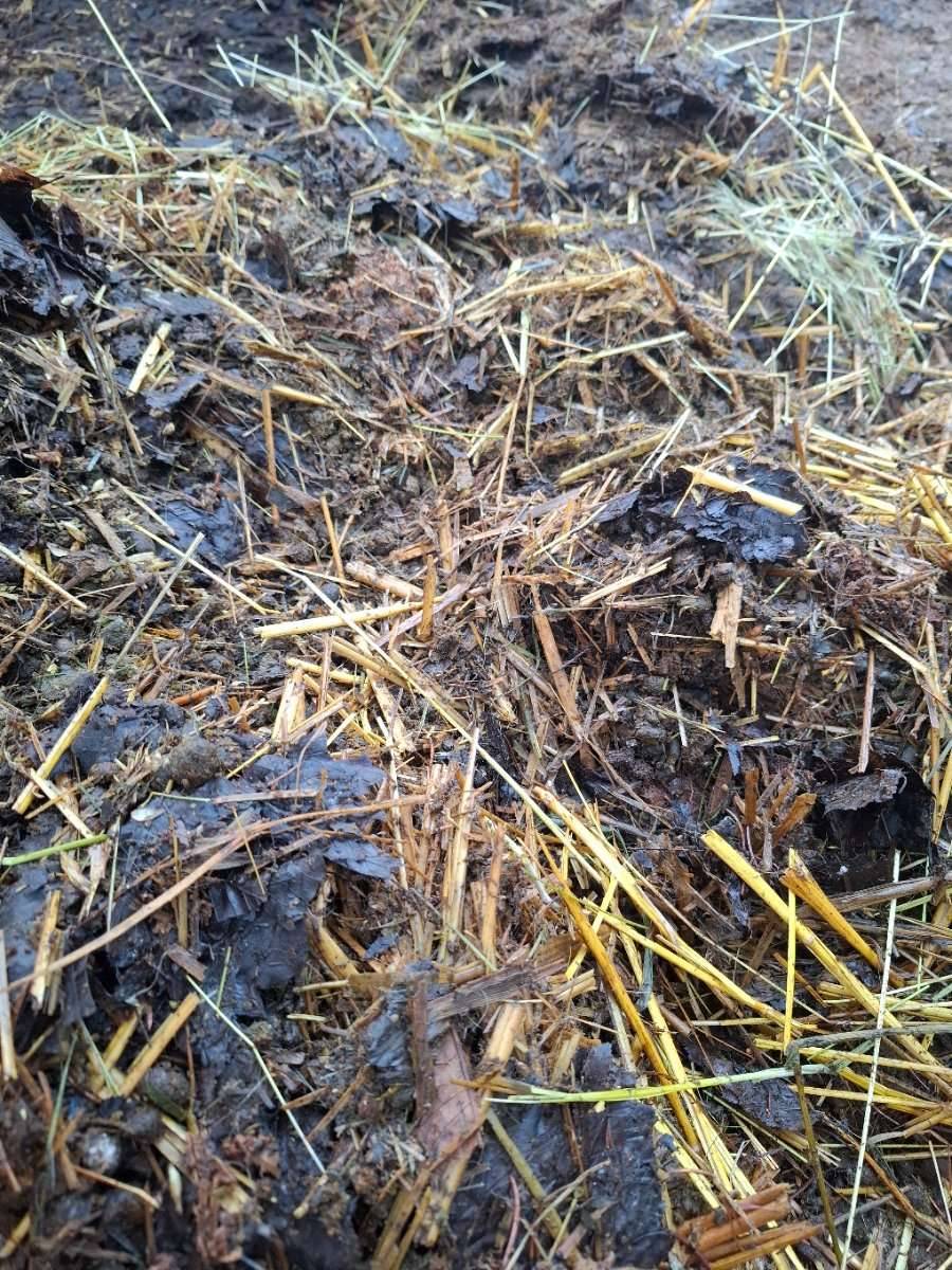 thuja dünger herbst Thuja Dünger - Mineralischer NPK Flüssigdünger mit Stickstoff