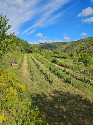 Grundstück kaufen in Krems Land – 8 000 m² – Bild 2 von 5