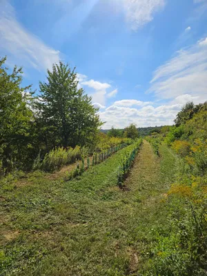 Grundstück kaufen in Krems Land – 8 000 m²