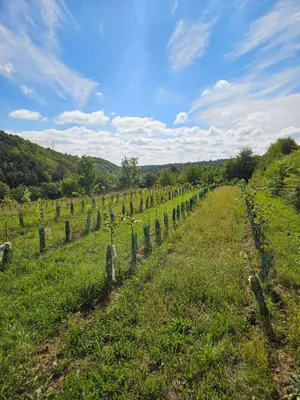Grundstück kaufen in Krems Land – 8 000 m² – Bild 5 von 5