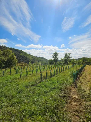 Grundstück kaufen in Krems Land – 8 000 m² – Bild 4 von 5