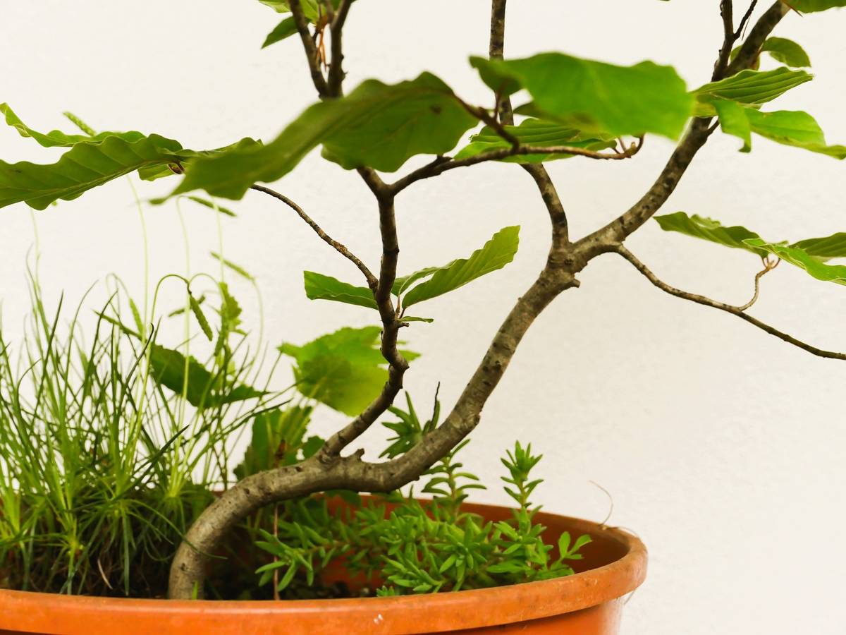 Buche Rotbuche Yamadori Pre-Bonsai,  35,- (8200 Gleisdorf) - willhaben