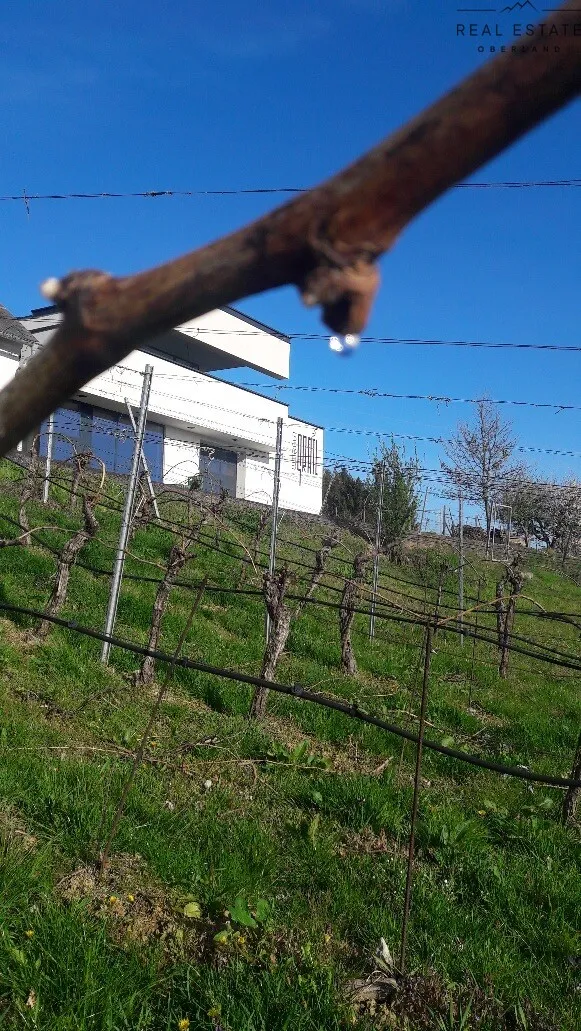 Investitionsmöglichkeit!!!Erfolgreiches Weingut im Burgenland - Ansicht 3