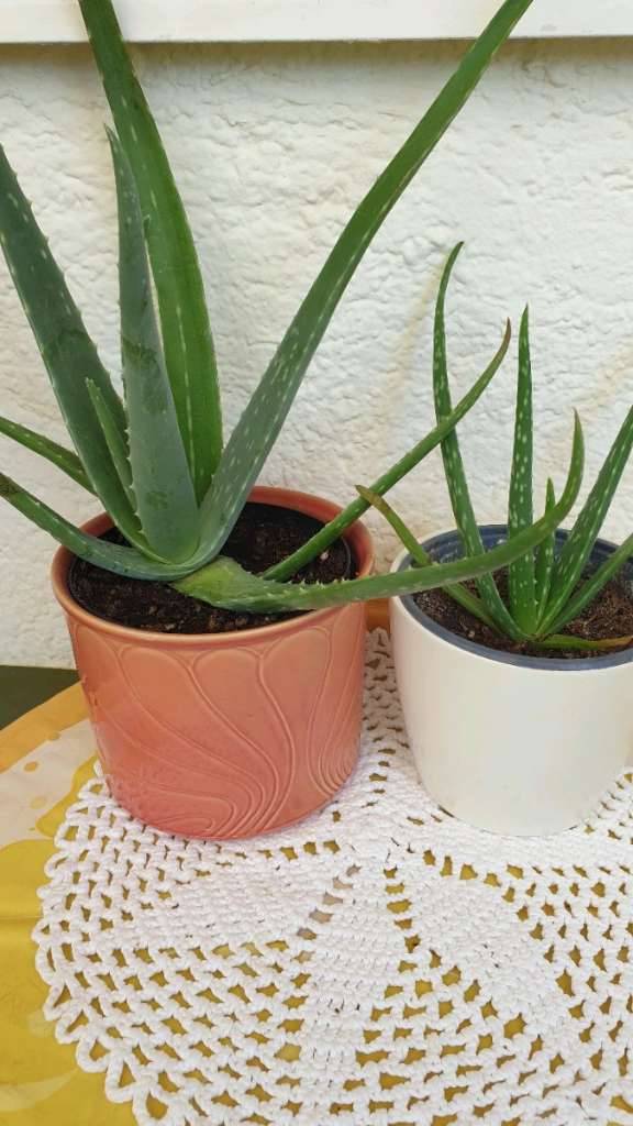 Schne, groe ALOE VERA - mit heilendem Saft, - KEIN Kunstdnger u. keine  Pestizide -Sehr schner . Stock 10 u. .... sehr schne, u. sehr, sehr  groen Pflanze 17 . u. mit