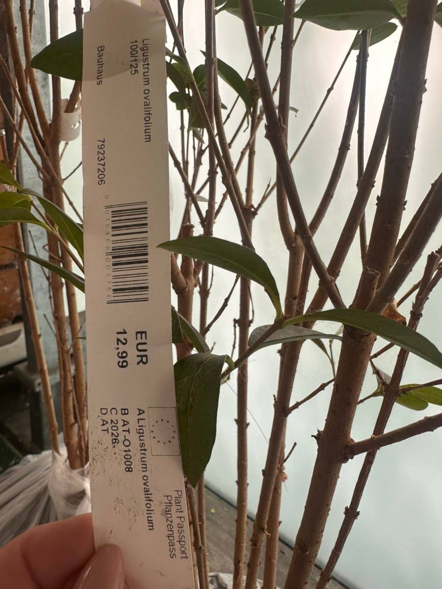 6x Ligustrum ovalifolium,  40,- (1020 Wien) - willhaben