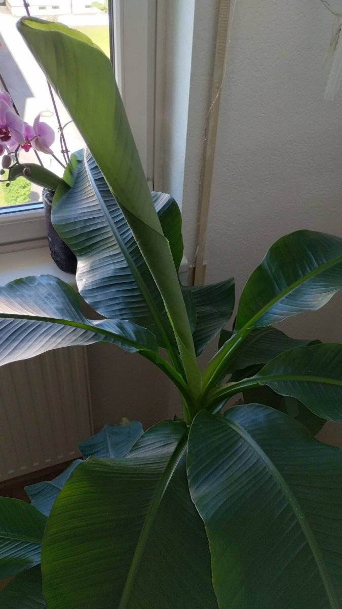 Bananenpflanze/ Bananenbaum mit Ableger,  150,- (5500 Bischofshofen) -  willhaben