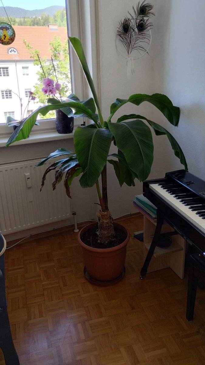 Bananenpflanze/ Bananenbaum mit Ableger,  150,- (5500 Bischofshofen) -  willhaben