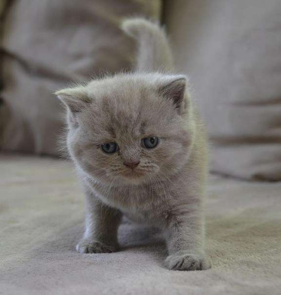 Katze Bild: Britisch Kurzhaar Baby Zu Verkaufen