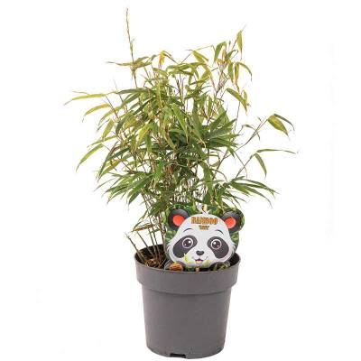 2 x Schirmbambus (Midiballen) Fargesia rufa in extrastarker  Solitrqualitt! Fr Garten, Kbel, Trog, Beet & Terrasse; Bambus als  Sichtschutz, Bambushecke immergrn Gartengestaltung,  38,60 (4894  Oberhofen am Irrsee) - willhaben