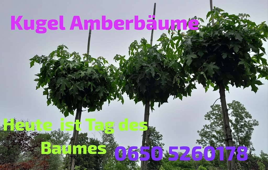 Kugel Amberbume 10 -12 je 250  , Smaragdthujen ab 3  Kirschlorbeer  ,Seidenbume , Kugelbume , Obstbume ZUSTELLUNG GRATIS,  10,- (3370 Ybbs  an der Donau) - willhaben