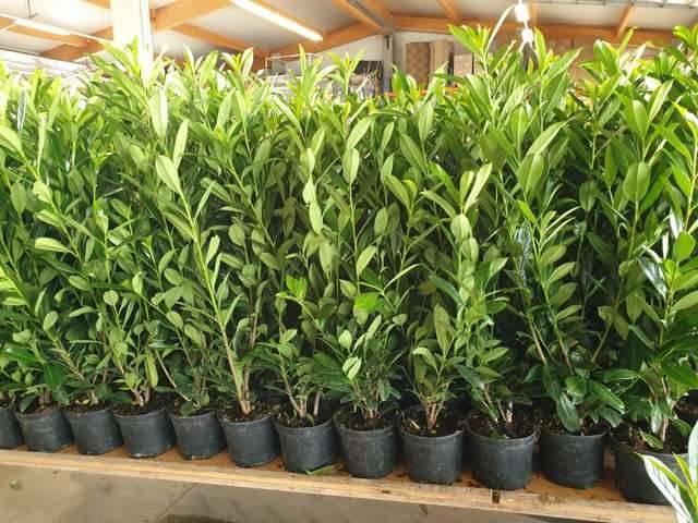 Kirschlorbeer 'Novita' 110-120cm- Die perfekte Heckenpflanze fr Ihren  Garten! immergrne, schnellwachsende Heckenpflanze aus sterreichischer  Grtnerei!,  19,12 (1150 Wien) - willhaben