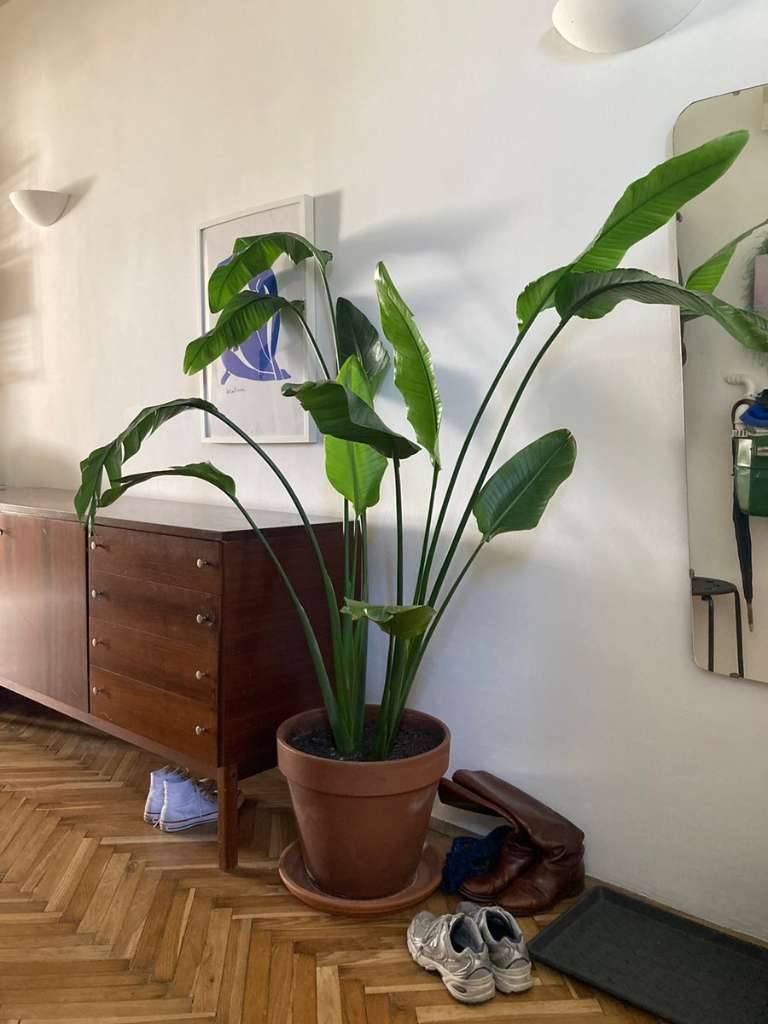 zimmerpflanze mit silbernen blättern Hoya curtisii 'Silver' – kompakt, stark silbrig