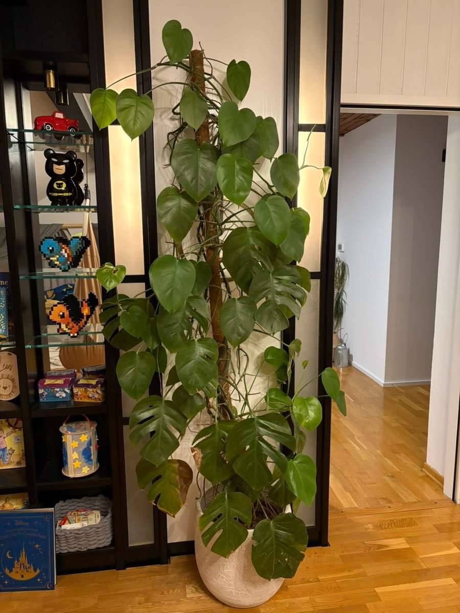 Monstera ber 2 Meter Pflanze,  100,- (1100 Wien) - willhaben
