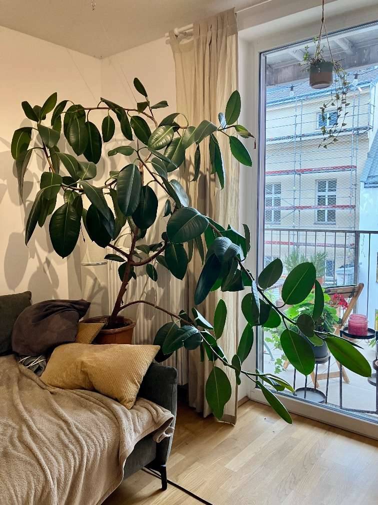monstera monkey leaf düngen Monstera Adansonii 'Monkey Leaf' – Foliage Dreams main image 1