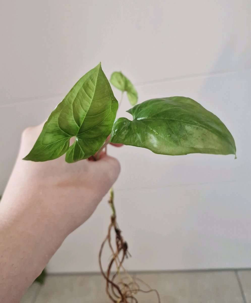 compo nativert COMPO Blattlaus-frei Nativert Insektizid