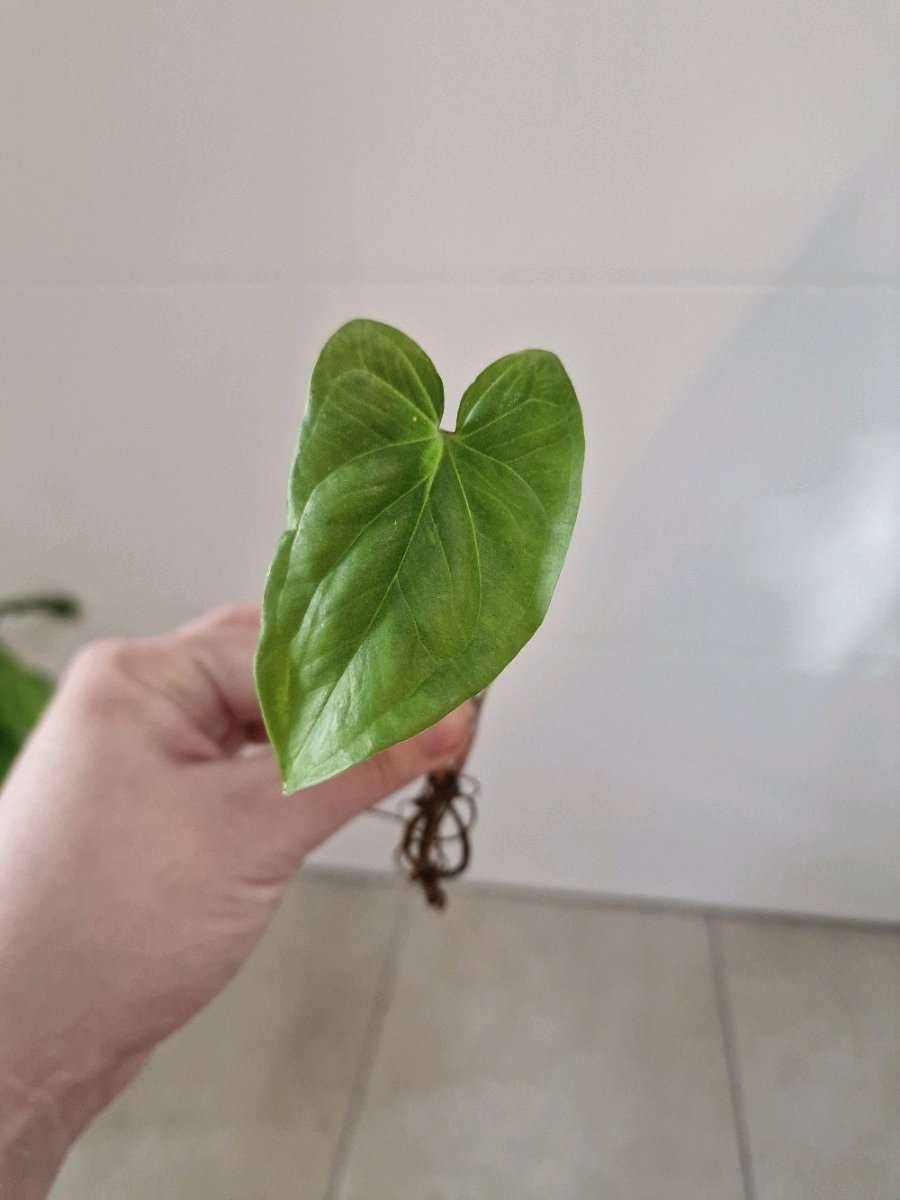 Syngonium albo Variegata Vergrnt,  1,- (8053 Stragang) - willhaben