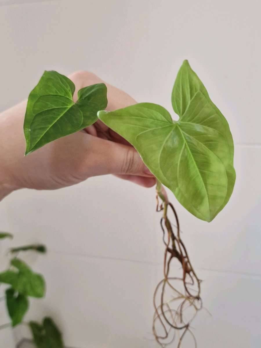 Syngonium albo Variegata Vergrnt,  1,- (8053 Stragang) - willhaben
