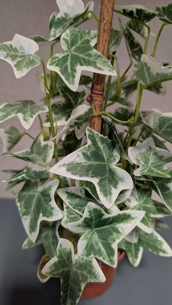 dracena ficus schefflera XXL-Schefflera braided – Bastana Online Gardens main image 1