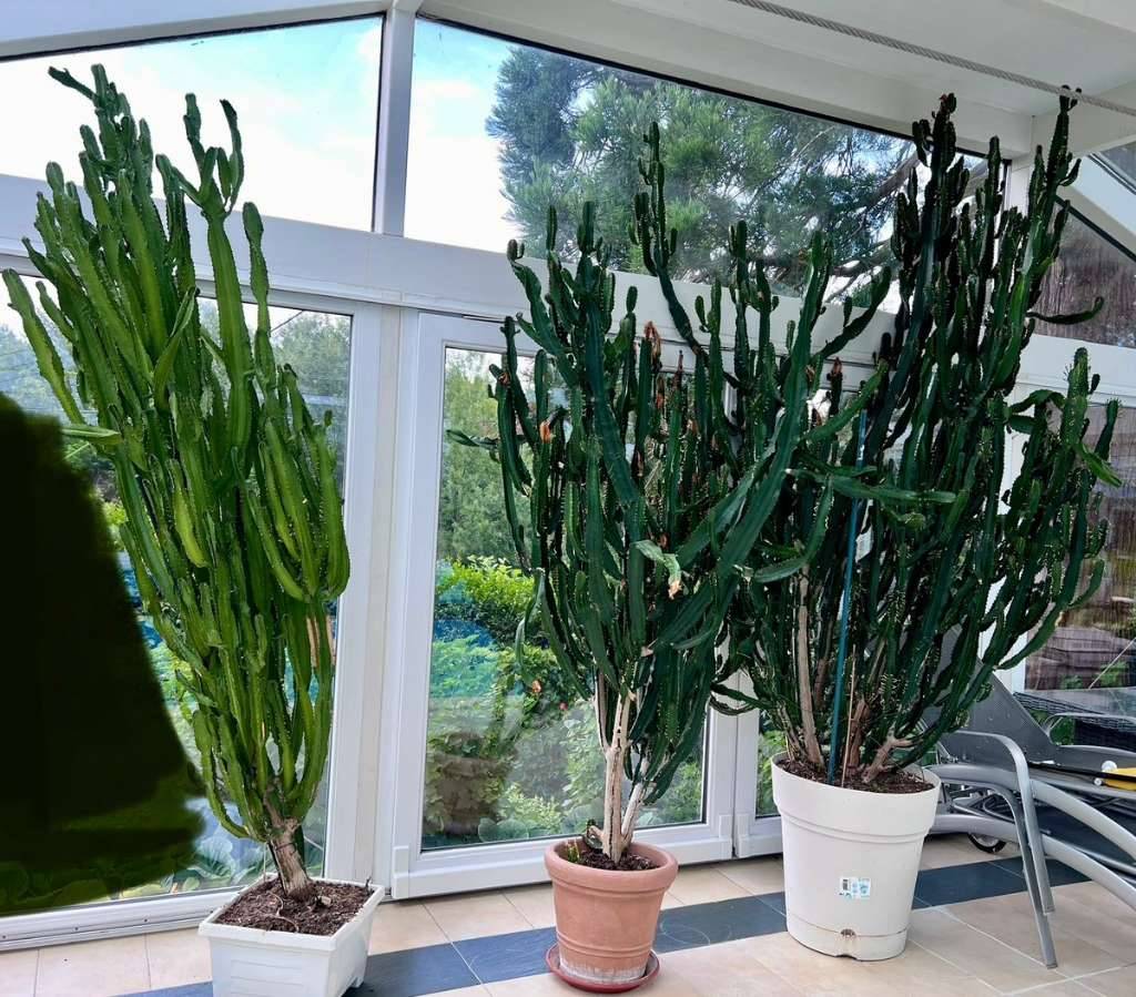 Groer Kaktus Riesen Kaktus im Set 300 Euro,  110,- (3032 Eichgraben) -  willhaben