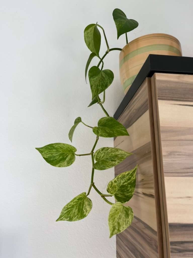 drachenbaum 2m Dracaena Draco XL 220cm, kanarischer Drachenbaum – toskanagartenshop main image 1