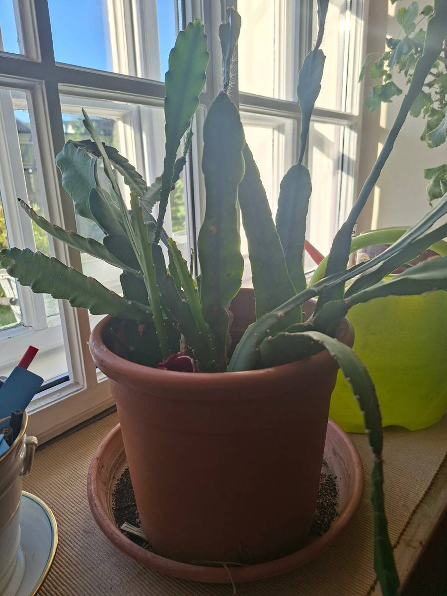 Epiphyllum Blattkaktus wei + rot blhend gemischt,  45,- (3400  Klosterneuburg) - willhaben