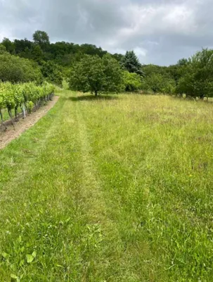 Grundstück mieten in Korneuburg – 2 000 m², € 200 – Bild 3 von 3
