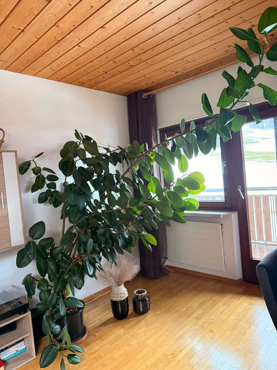 Ficus Elastica Zimmerpflanze Gummibaum ca. 4 Meter gro,  150,- (6934  Sulzberg) - willhaben