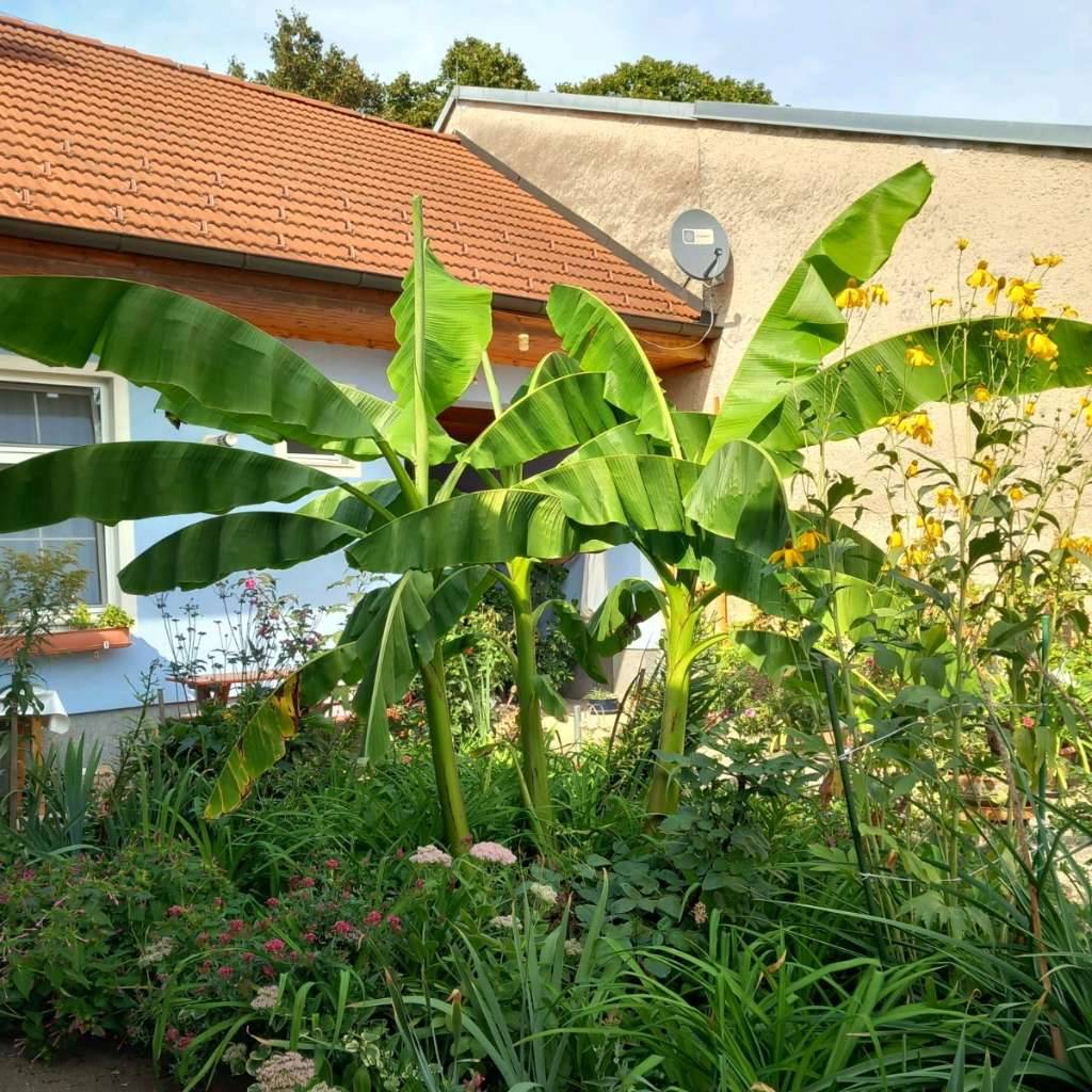 Winterharte Banane kaufen - willhaben