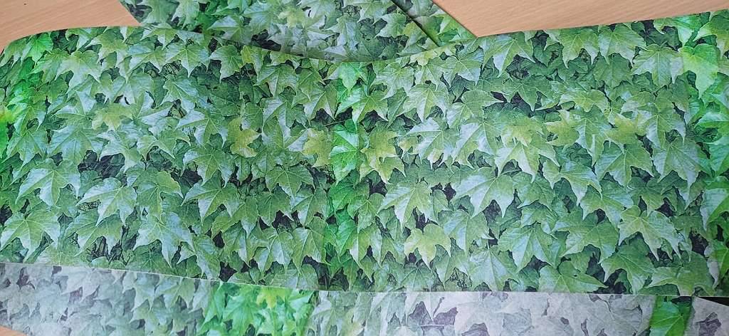 geigenfeige ficus Geigenfeige (Ficus lyrata) XXL-Gre kaufen