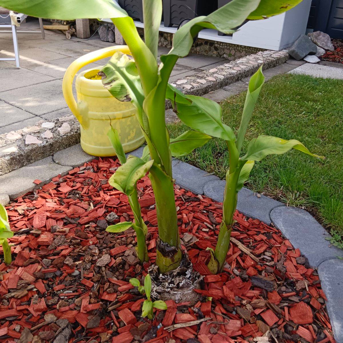 Winterharte Banane kaufen - willhaben