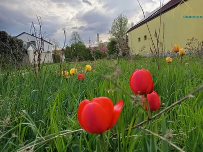 Grundstück mieten in Eisenstadt - Umgebung – 305 m², € 570 – Bild 2 von 6