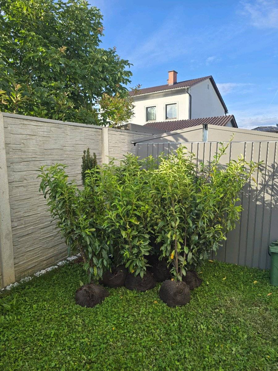 moosstab für monstera Moosstab Rankhilfe Sisal kaufen main image 0