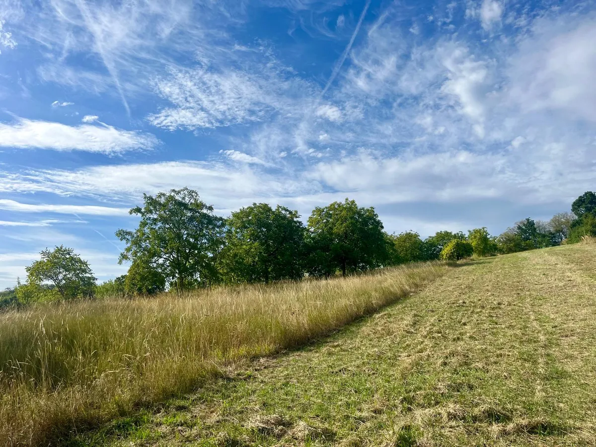 2.399 m² Grünland mit 18 Walnussbäumen - Mattersburg - Ansicht 2