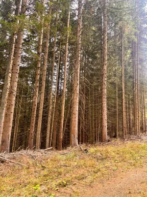 Immobilie kaufen in Murtal – 35 970 m² – Bild 8 von 10