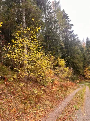 Immobilie kaufen in Murtal – 35 970 m² – Bild 1 von 10