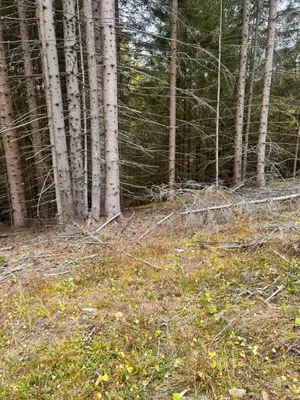 Immobilie kaufen in Murtal – 35 970 m² – Bild 2 von 10