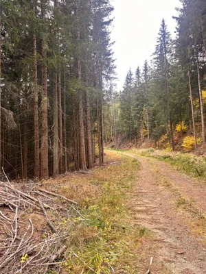 Immobilie kaufen in Murtal – 35 970 m² – Bild 7 von 10